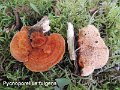 Pycnoporellus fulgens-amf1552